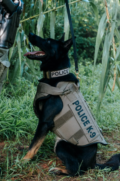 K9